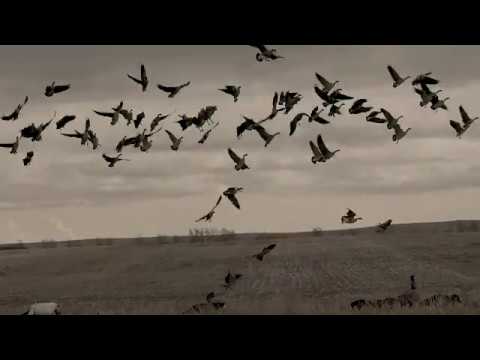Alberta Canada Waterfowl Hunting | Alberta Waterfowl Outfitters