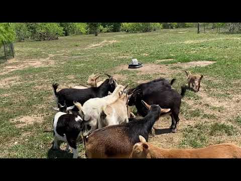 Goats and sheep riot over mineral block