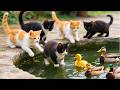 Cute Kittens Playing With Ducklings Cat Sounds Cat Videos