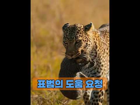 표범은 인간의 도움을 구하기 위해 목숨을 걸고 나선다. #animals #동물