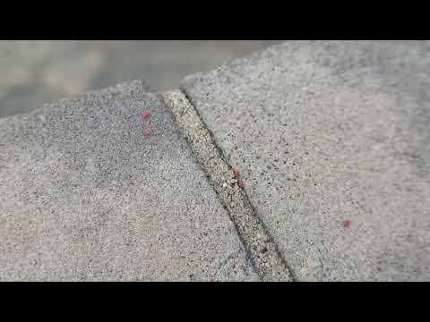Clover Mites on Rear Patio in East...