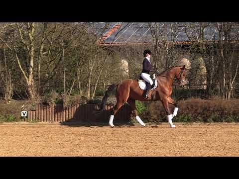 Da Capo - Wallach - 2013 geboren (Don Nobless x High Spirits)