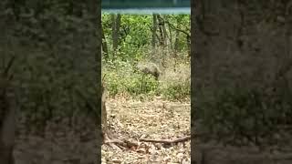 preview picture of video 'Corbett national park, Mohaan'