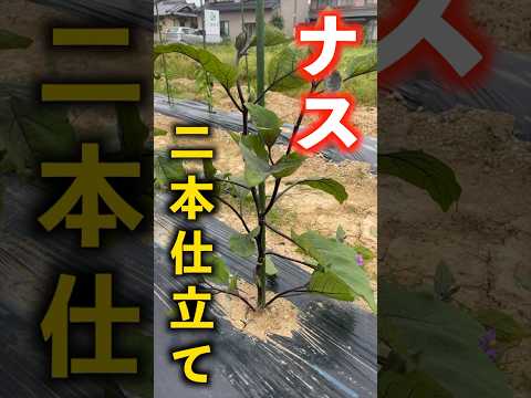 園芸 ナス ナス