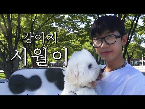 임영웅의 삶(을 가장한 시월이의 삶)..우리 강아지 최고 귀엽다🐶💥