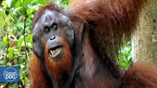 Gatherers: Vegetarians and Herbivores. Part 1