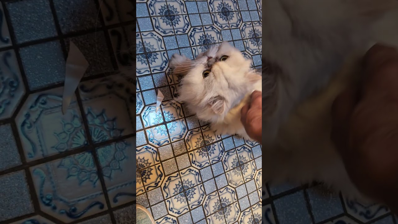 Enlarge ABBY, an adopted Persian in Kenosha, WI video 3/3