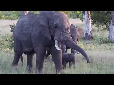 Djuma: Large Elephant herd with a few wee ones - 17:56 - 12/09/20