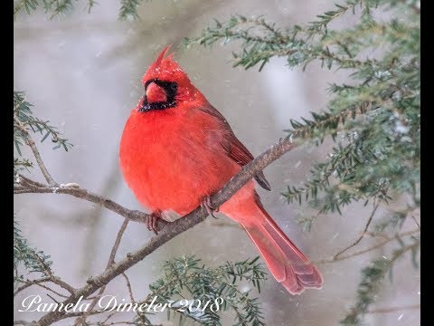 Backyard birds on a snowy day 1/4/2018