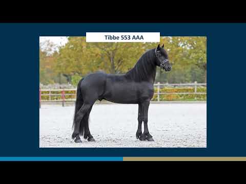 Tibbe 553 AAA