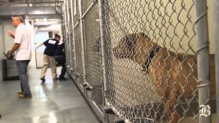 Boston Animal Shelter under new management