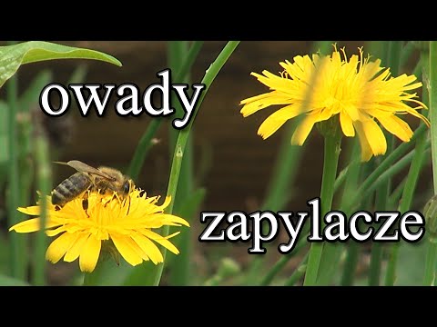 Ogrodowe pierdamony 69 - owady zapylacze - coraz więcej w Szumilesie