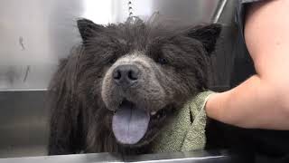 A dog REFUSED by most groomers