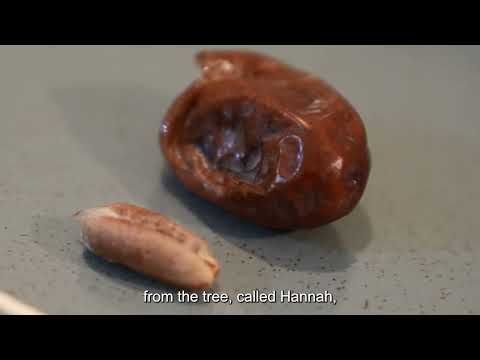 From ancient fruit tree to the symbol of revival: the story of the date palm in the Land of Israel