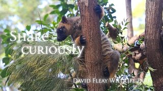 preview picture of video 'David Fleay Wildlife Park, Gold Coast, Queensland'