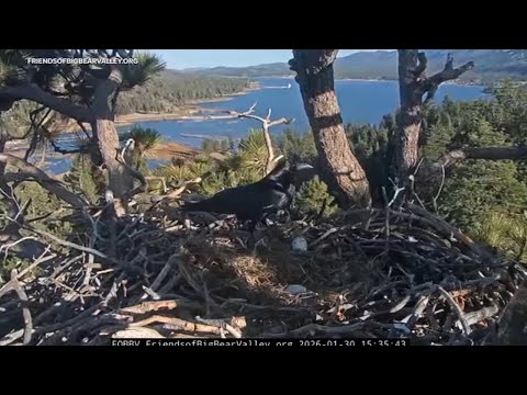 Beloved Big Bear bald eagles Jackie and Shadow lose both eggs after ravens invade nest