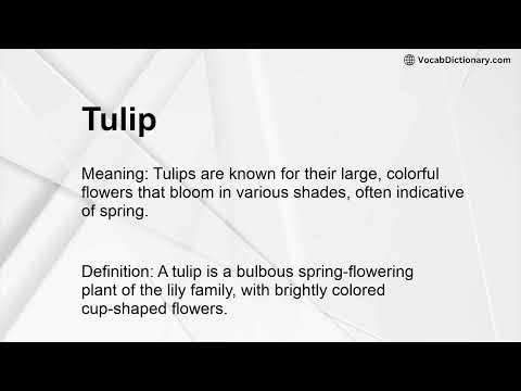 Tulip Meaning