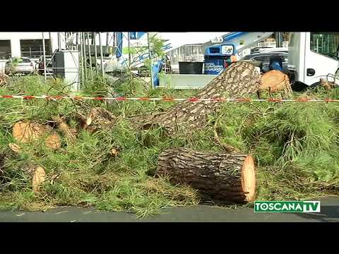 2017-08-29 FIRENZE - TAGLIO DEGLI ALBERI, POLEMICA INFINITA