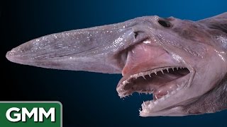 5 Real-Life Mythical Beasts