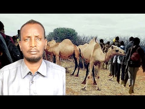 Abwaan Ahmed Heelaale | Tilmaanta Hasha Dheeha | Allaah Ha U Naxariisto.