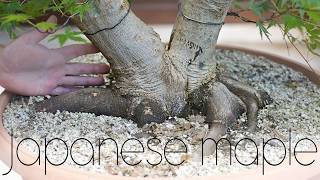 Download lagu Massive Yamadori Japanese Maple First Structural Styling - Arkefthos Bonsai mp3 Download lagu Massive Yamadori Japanese Maple First Structural Styling - Arkefthos Bonsai mp3