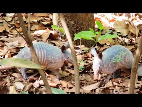 Aventura selvagem na região de Canarana Mato Grosso natureza matogrossense @CasalLS-qi3mk