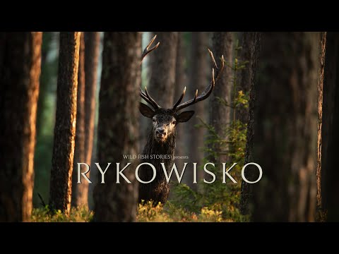 WILD FISH STORIES presents | RYKOWISKO