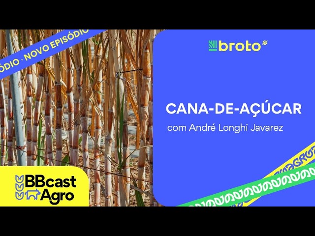 Cana-de-açúcar: safra 2026/27, etanol, açúcar e desafios para as margens | BBCast Agro