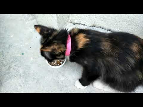 GOOD DEEDS IN ISLAM | KINDNESS TOWARDS ANIMALS & SECRET OF GIVING SADAQAH