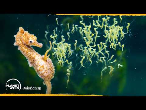 How seahorses make babies