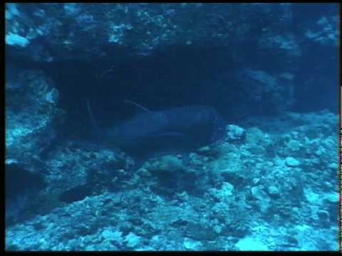 Spearfishing Legend Part 1 - video by Rob White