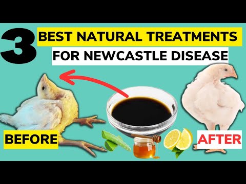 Best NATURAL ORGANIC TREATMENT FOR NEWCASTLE DISEASE In Chickens.