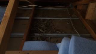 Evidence of ratts building a nest and chewing the electrical wiring 2016-09-06 10.36.41.mov