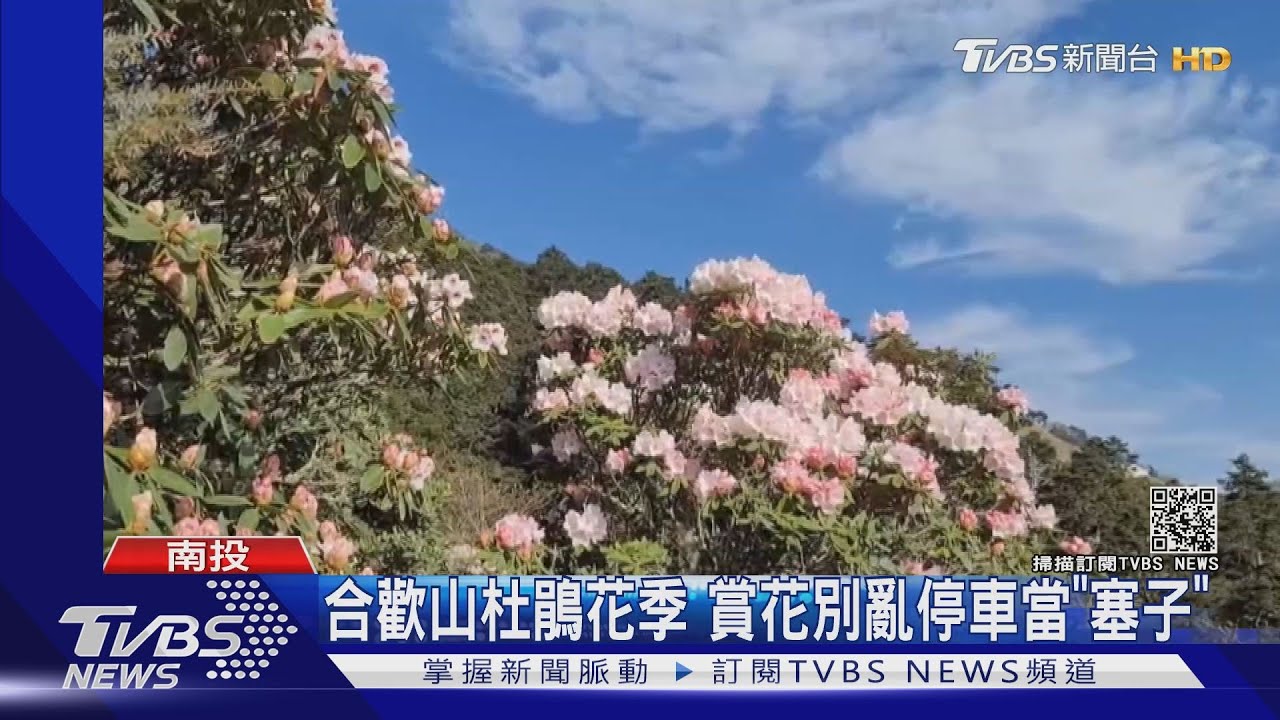 合歡山杜鵑花季　賞花別亂停車當「塞子」