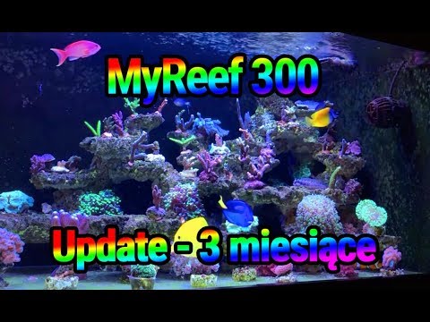 (126) MyReef 300 / Update / 3 miesiace - Akwarium morskie - Reef aquarium