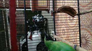 Download lagu cucak ijo gacor, cucak hijau cucak ijo Jember Jatim suara keras cocok buat pancingan cucak ijo mp3