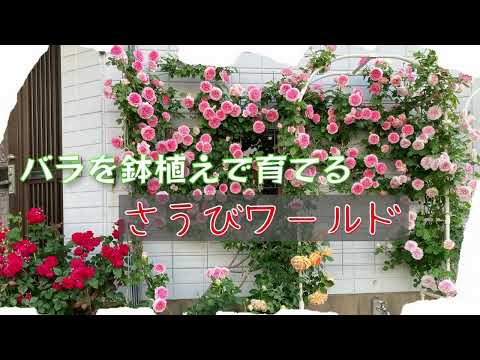 鉢植えのバラの色とりどりの華やかさ 庭の練習