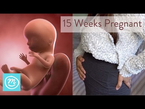 15 Weeks Pregnant: What You Need To Know - Channel Mum