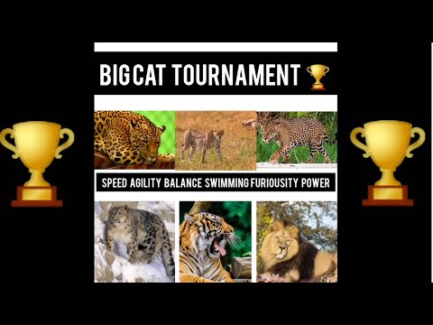 The Big Cat Tournament| Competition| big cats| wild cats| Lion| Tiger| Leopard| Jaguar| Snow Leopard