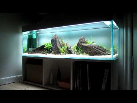 Aquascape lowtech