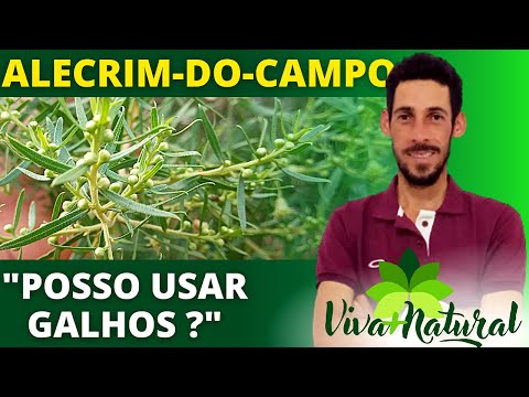 ALECRIM-DO-CAMPO, VASSOURINHA ou ALECRIM-DOURADO contra diabetes... | Ervas e Plantas Medicinais
