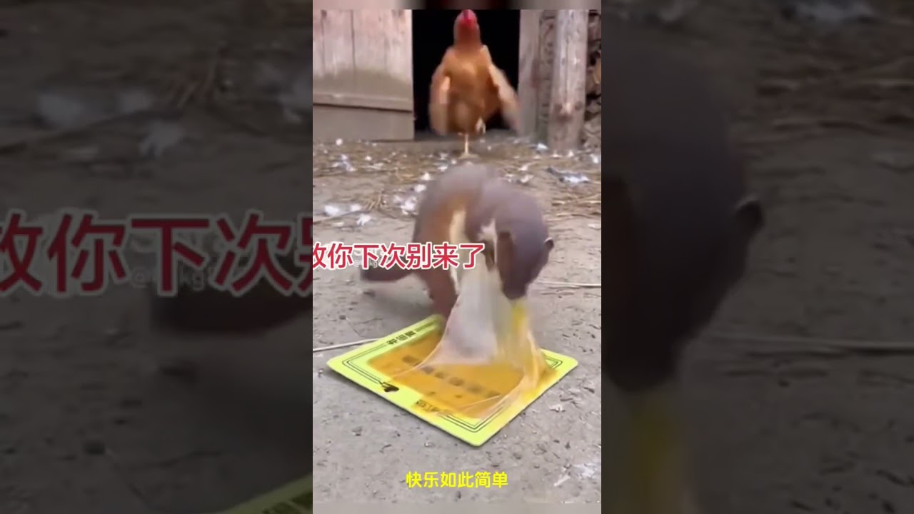 浣熊学鸡笑翻全场#热门#大熱門#搞笑#搞笑视频#搞笑視頻 #黄鼠狼#funny #動物#可爱#家庭#animals#cat #cute