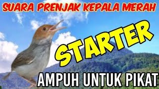 Download lagu Suara Prenjak Starter Untuk Pikat Prenjak Dan Burung Kecil mp3 Download lagu Suara Prenjak Starter Untuk Pikat Prenjak Dan Burung Kecil mp3