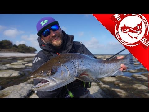 Jak łowić morskie trocie - Bałtyk, Bornholm, Spinning 1 cz.