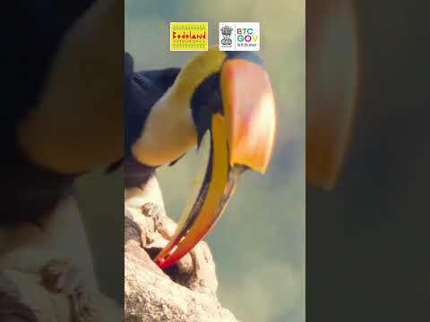 Explore the Majestic Great Hornbill of Bodoland