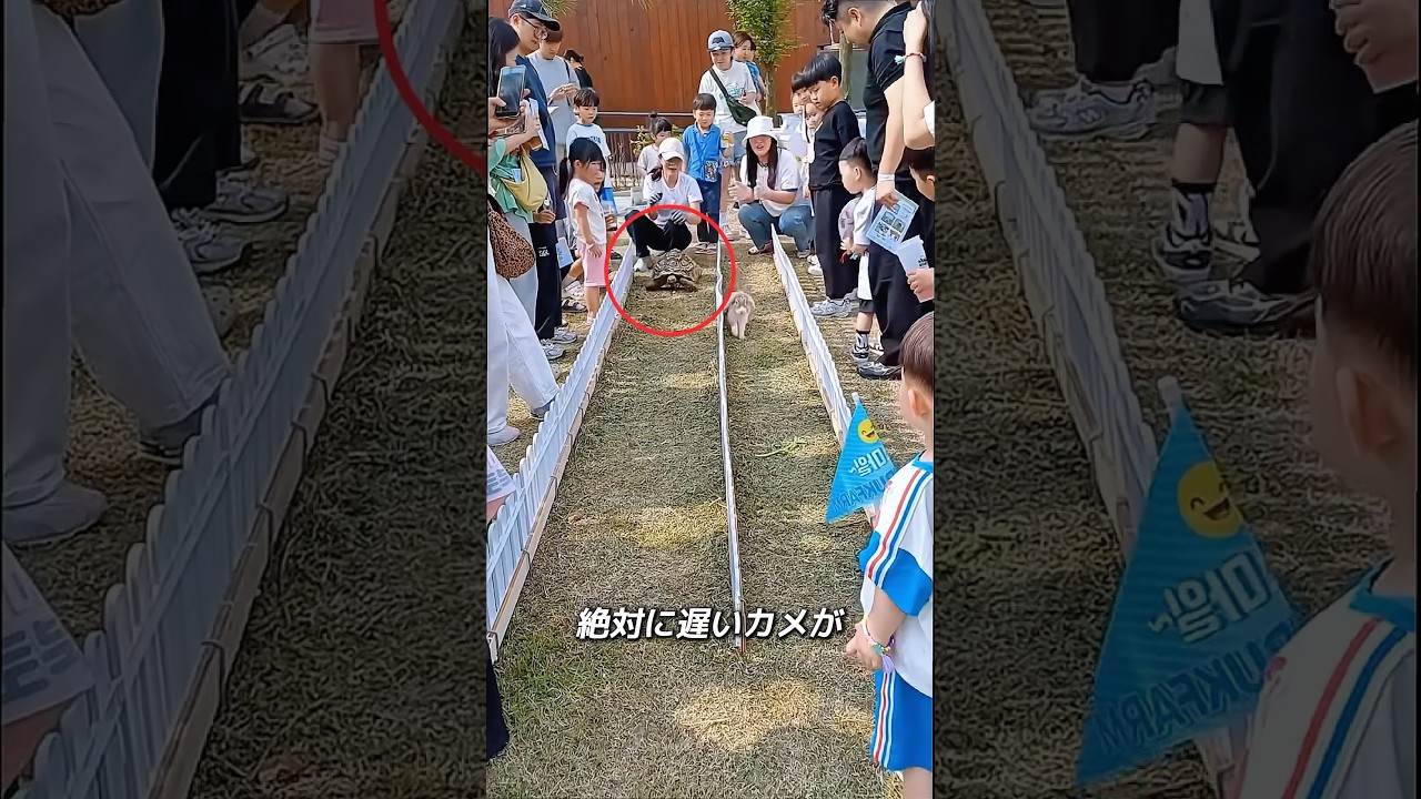 絶対にカメが遅いと思わないでください！