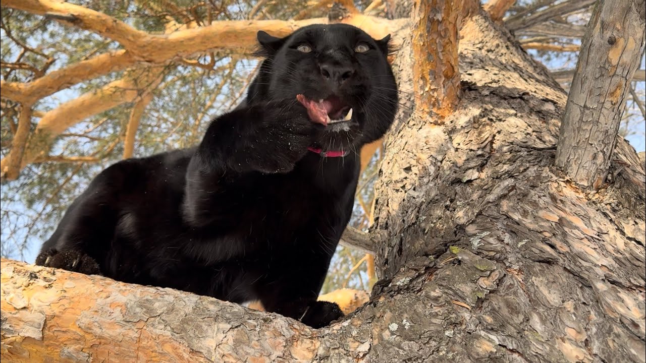 Climbing for Meat Again with Luna the Panther 😹 (ENG SUB)