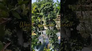 Download lagu Recomend Segala jenis bunga ada...❕❗❗#bonsaidollar #bonsaitaman #bungahias mp3