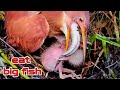 THE BABY BIRD ALMOST DIED BECSUSE OF GREED IN