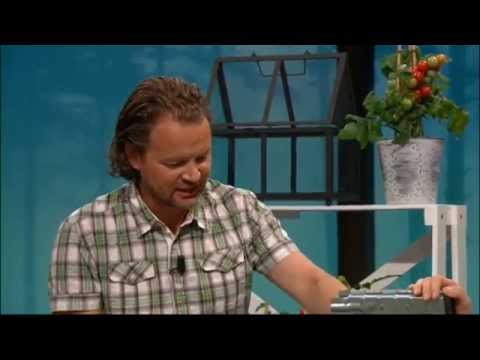 Trendigt att odla kål - Vardagspuls (TV4)